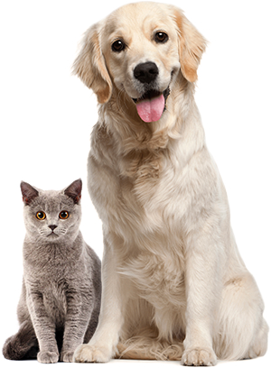 pet-photo