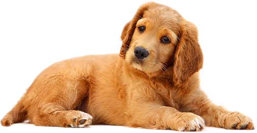 dog-photo