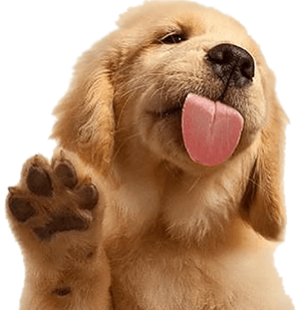 dog-photo