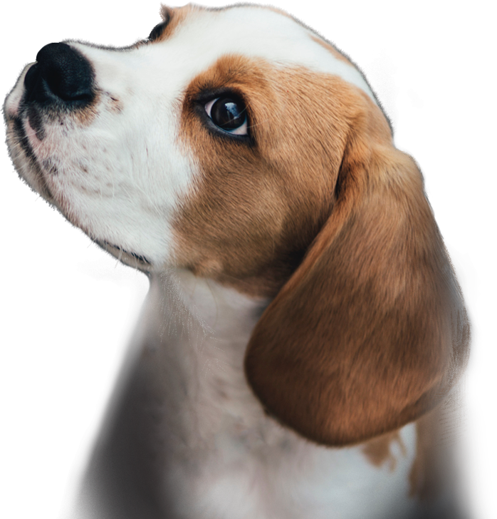 dog-photo